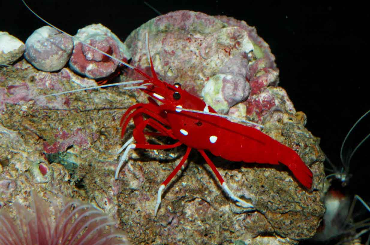 LYSMATA DEBELIUS